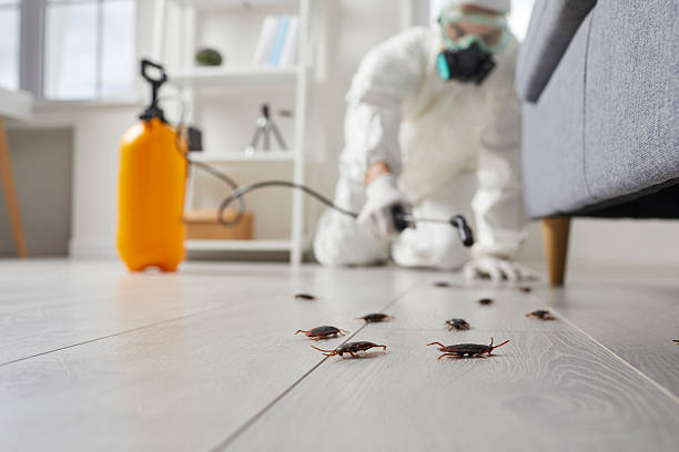 Post-Treatment Bed Bug Interceptor Monitoring in Rice